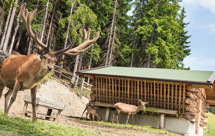 Montelinos magiska bergsstig